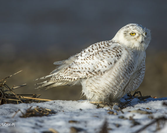 Snowy Owl