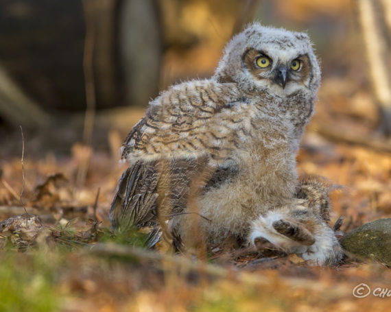 Great Horned Owlet