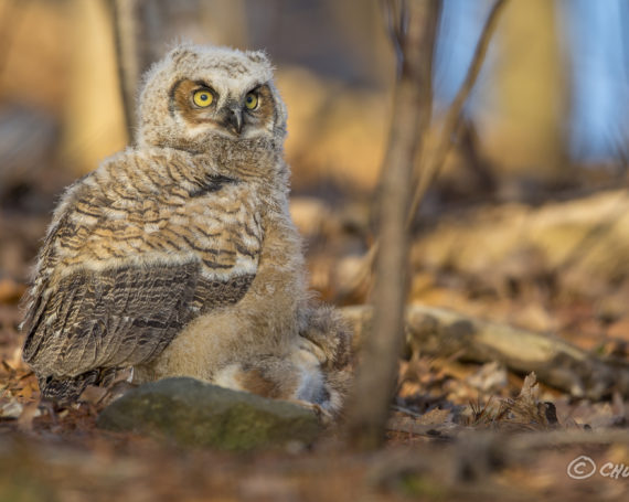 Great Horned Owlet