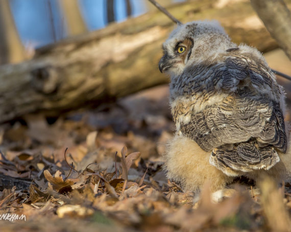 Great Horned Owlet