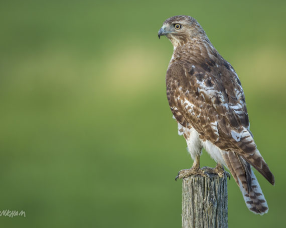 Red-Tailed Hawk