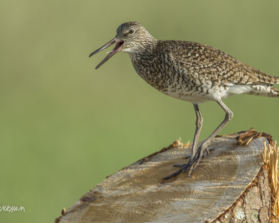 Willet