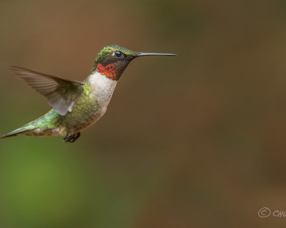 Ruby-Throated Hummingbird