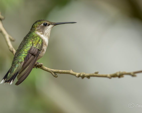 Ruby-Throated Hummingbird