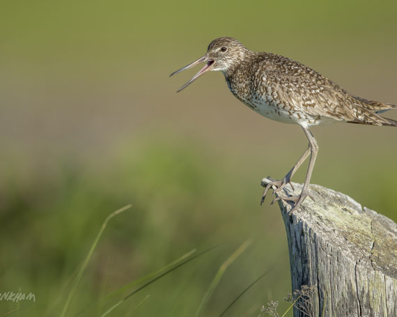 Willet