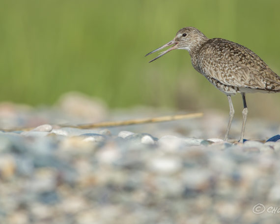 Willet