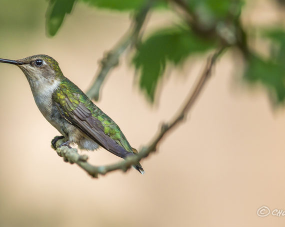 Ruby-Throated Hummingbird