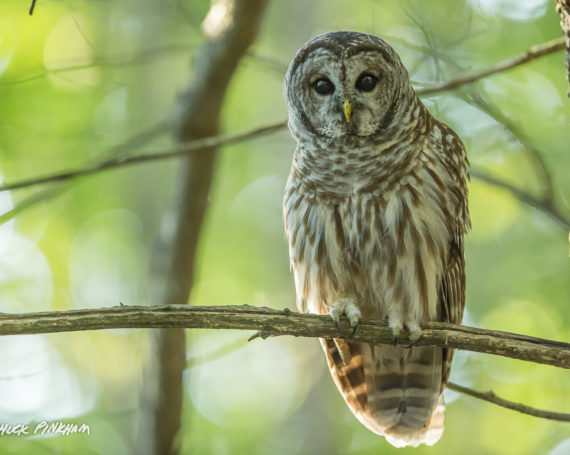 Barred Owl