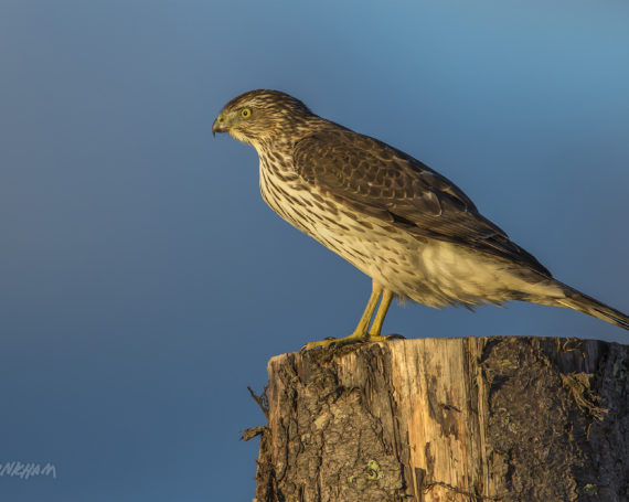 Cooper’s Hawk