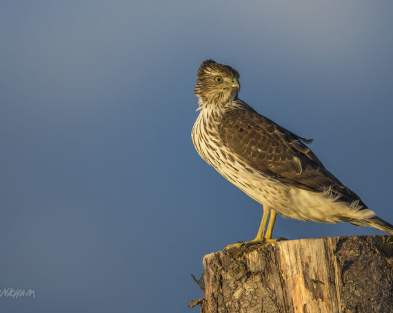 Cooper’s Hawk