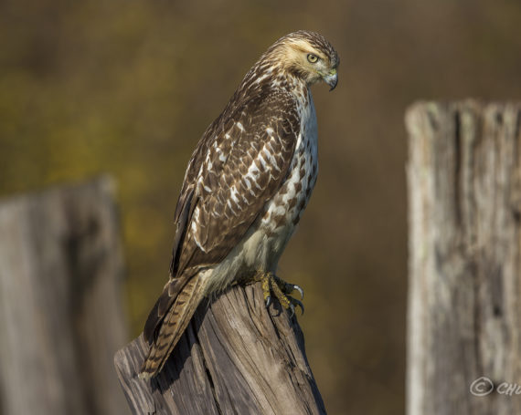 Red-Tailed Hawk