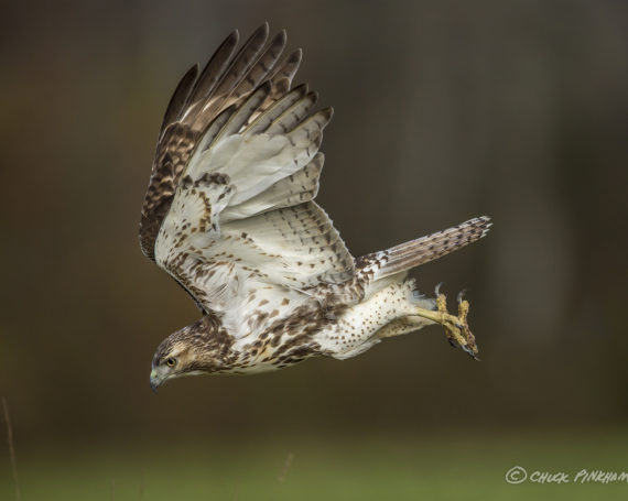 Red-Tailed Hawk