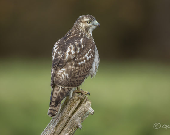 Red-Tailed Hawk