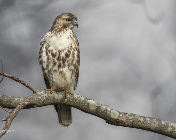 Red-Tailed Hawk