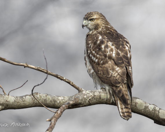 Red-Tailed Hawk