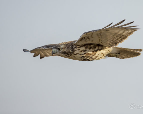 Red-Tailed Hawk