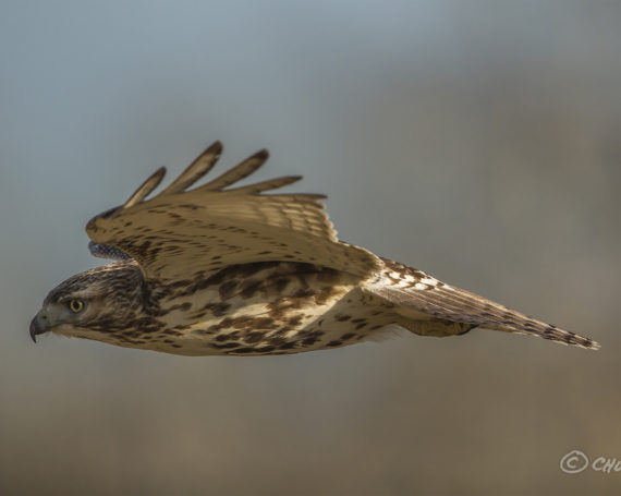 Red-Tailed Hawk