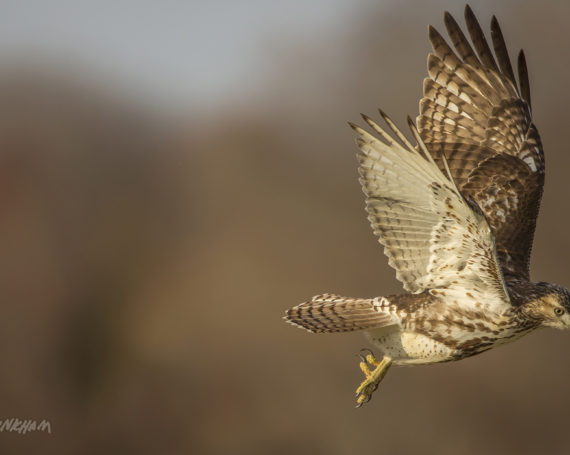 Red-Tailed Hawk