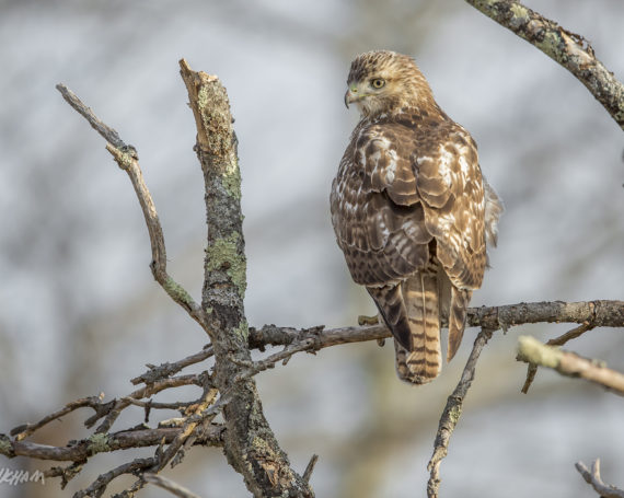 Red-Tailed Hawk