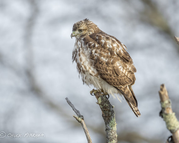 Red-Tailed Hawk