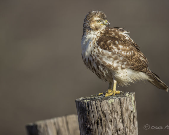 Red-Tailed Hawk