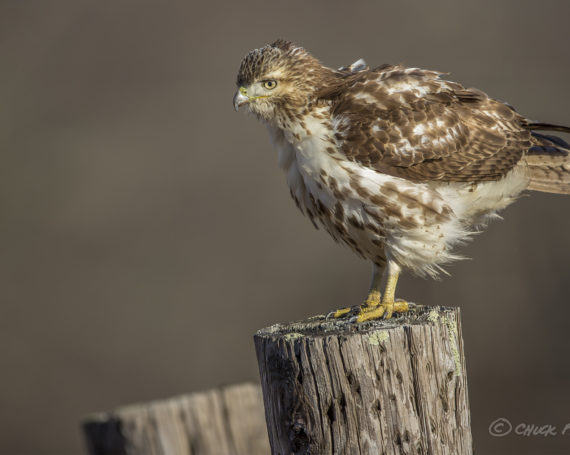 Red-Tailed Hawk