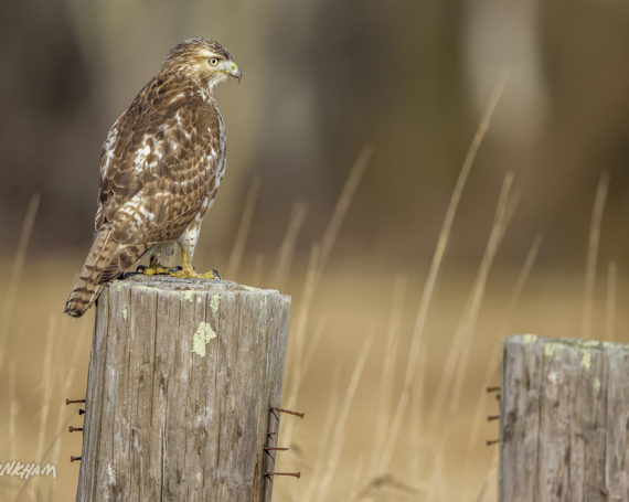 Red-Tailed Hawk