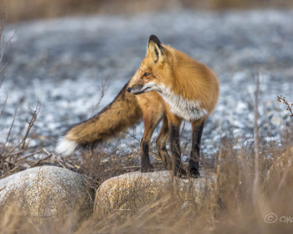 Red Fox