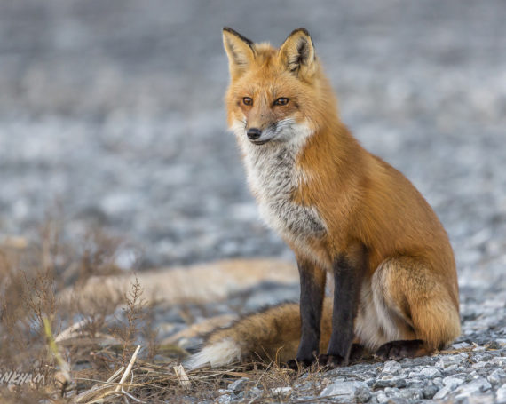 Red Fox