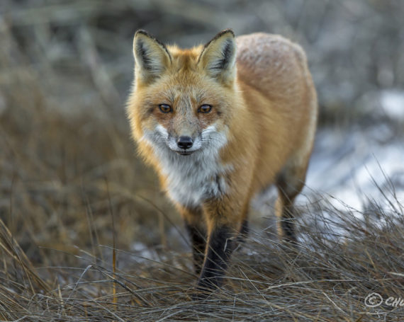 Red Fox