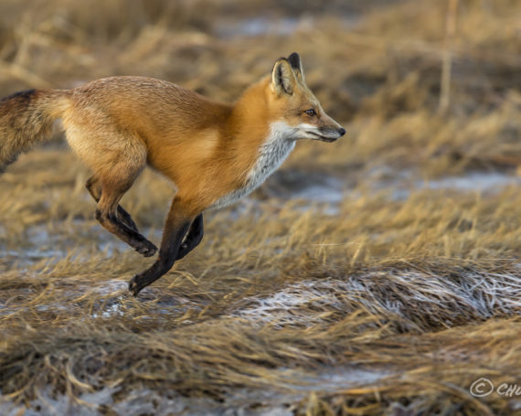 Red Fox