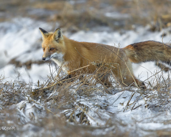 Red Fox