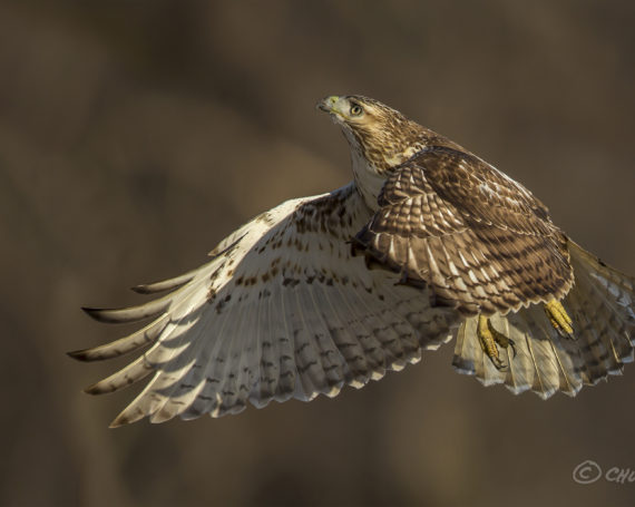 Red-Tailed Hawk