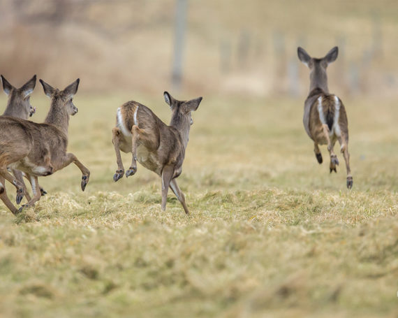 White-Tailed Deer