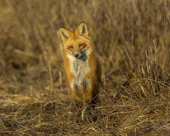 Red Fox