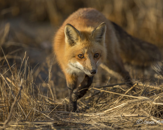 Red Fox