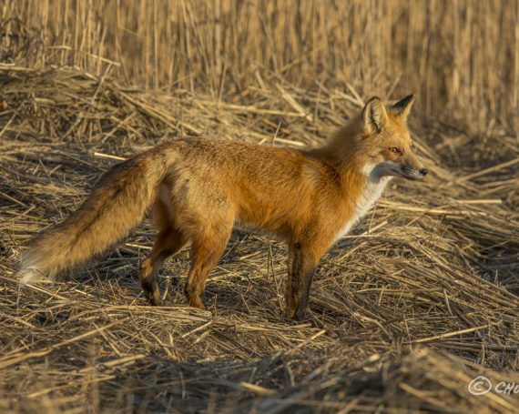 Red Fox