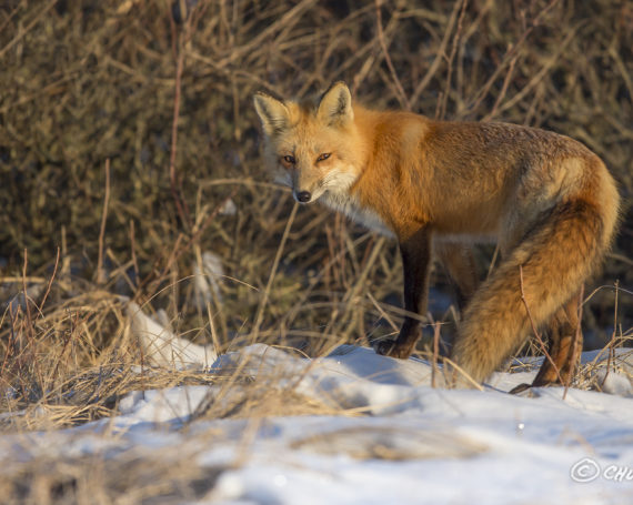 Red Fox