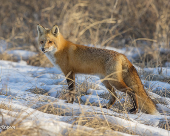 Red Fox