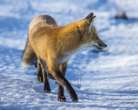 Red Fox