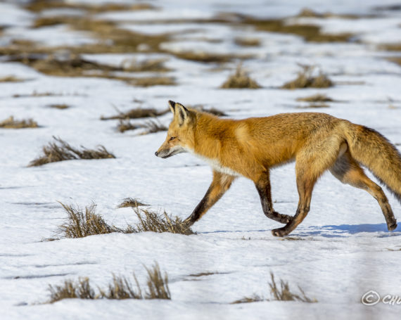 Red Fox