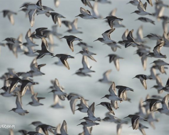 Dunlins