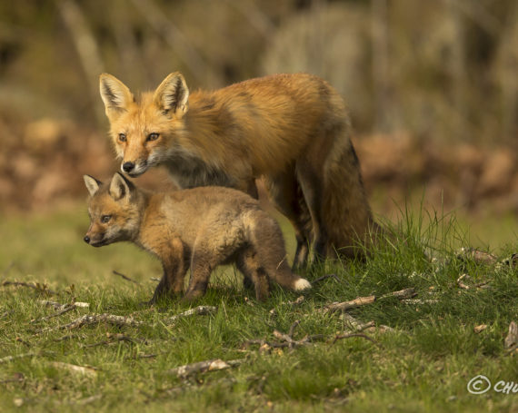 Red Fox with Kit