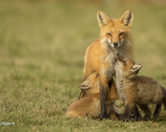 Red Fox with Kits