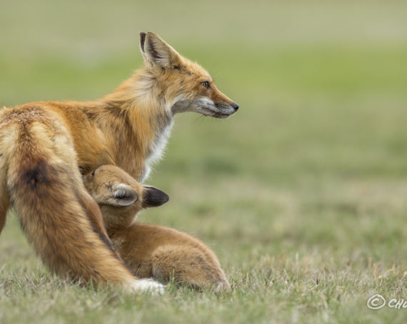 Red Fox with Kit