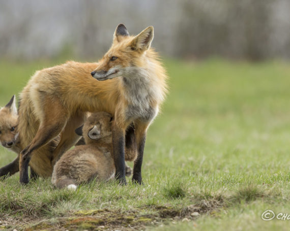 Red Fox with Kits