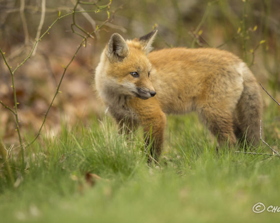 Red Fox Kit