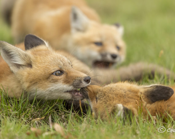 Red Fox Kits