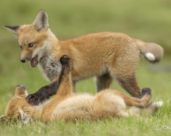 Red Fox Kits