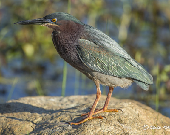 Green Heron